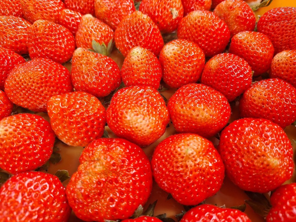 <香美苺>1ケース300g 摘み取り 予約